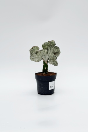 Euphorbia Lactea 30cm x D14