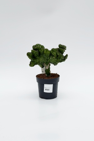Euphorbia Lactea 30cm x D14