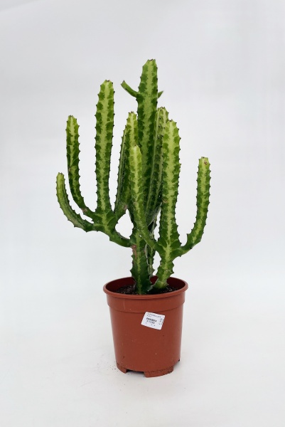 Euphorbia Lactea 60cm x D17