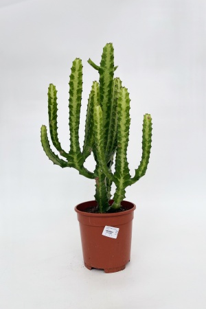 Euphorbia Lactea 60cm x D17