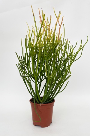 Euphorbia Tirucalli 60cm x D17