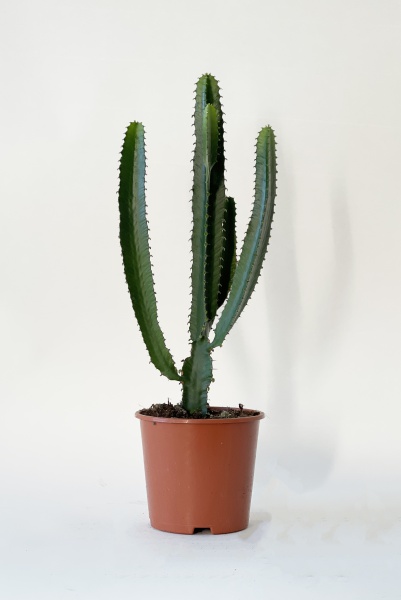 Euphorbia Triangularis 55cm x D17