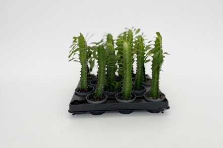 Euphorbia Trigona 20cm x D6