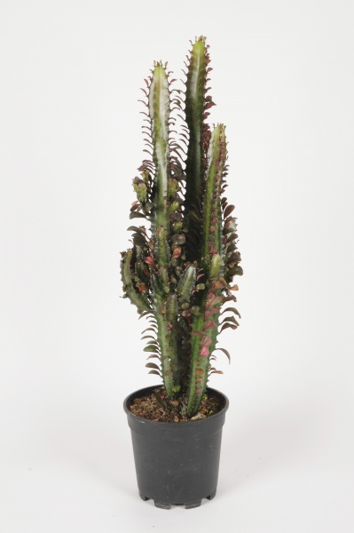 Euphorbia Trigona 75cm x D17