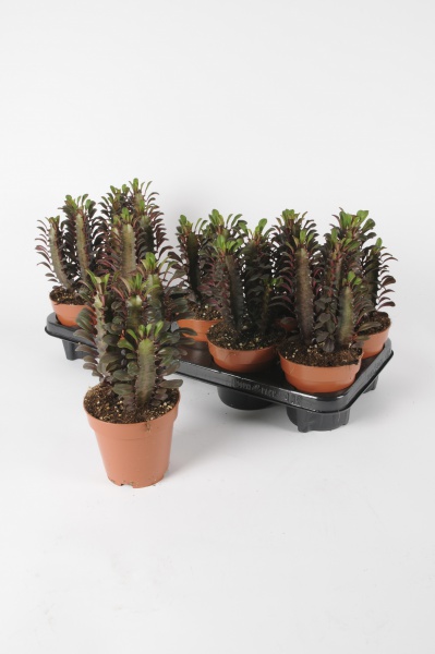 Euphorbia Trigona Rubra 30cm x D12