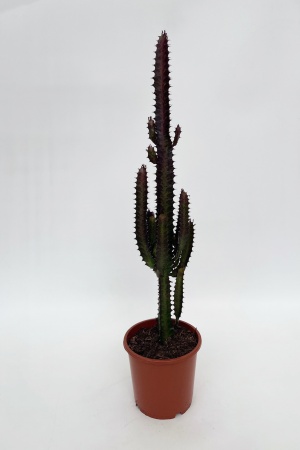 Euphorbia Trigona Rubra 75cm x D17