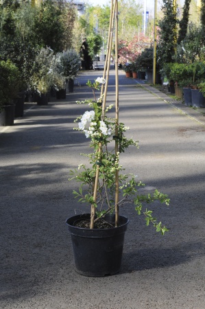 Exochorda Macranta The Bride 70cm x 7,5L