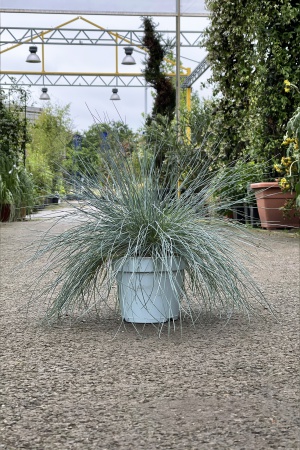 Festuca Glauca \ Intense Blue\  H13cm x 4L