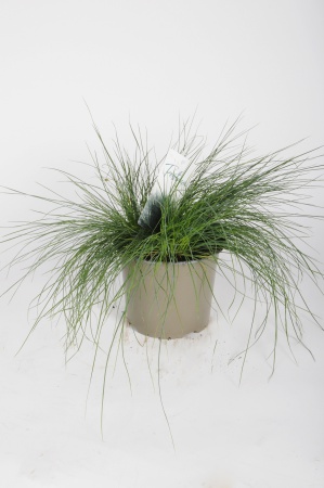 Festuca Glauca 36cm x D17