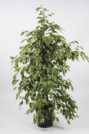 FICUS Benjamina 145cm-D27