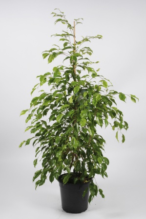 FICUS Benjamina 145cm-D27