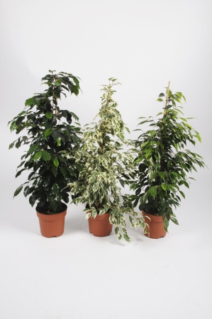 FICUS Benjamina 70cm-D19