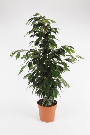 FICUS Benjamina 70cm-D19