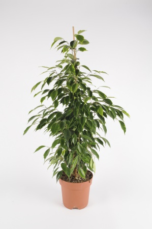 FICUS Benjamina 70cm-D19