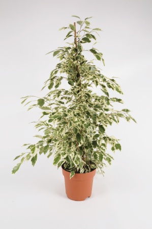 FICUS Benjamina 70cm-D19