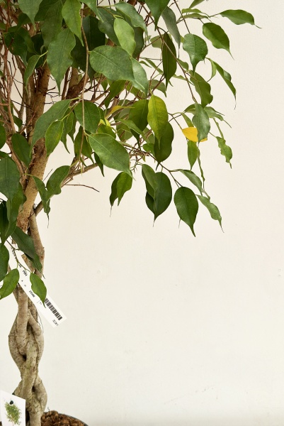 Ficus Benjamina Tress 120cm x D24