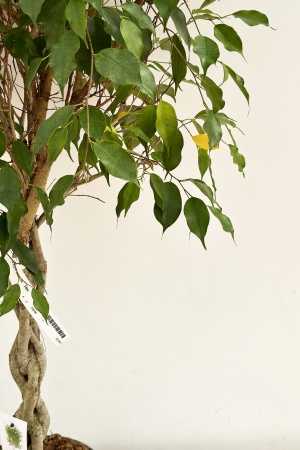 Ficus Benjamina Tressé 120cm x D24