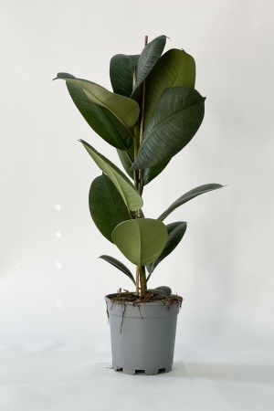 Ficus Elasica Robusta 70cm x D17