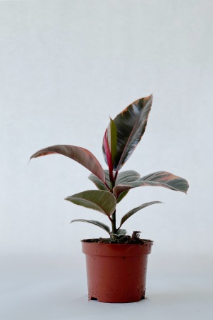 Ficus Elastica Belize 25cm x D12