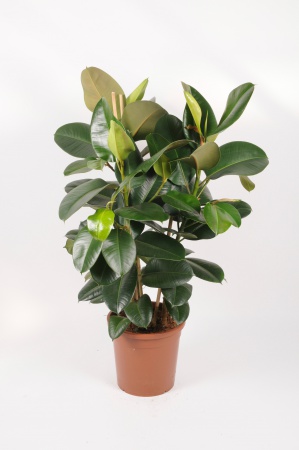 Ficus Elastica Robusta 125cm x D30