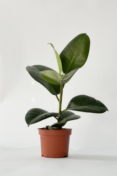 Ficus Elastica Robusta 35cm x D12