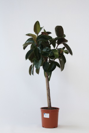 Ficus Elastica Robusta Tige 100cm x D23