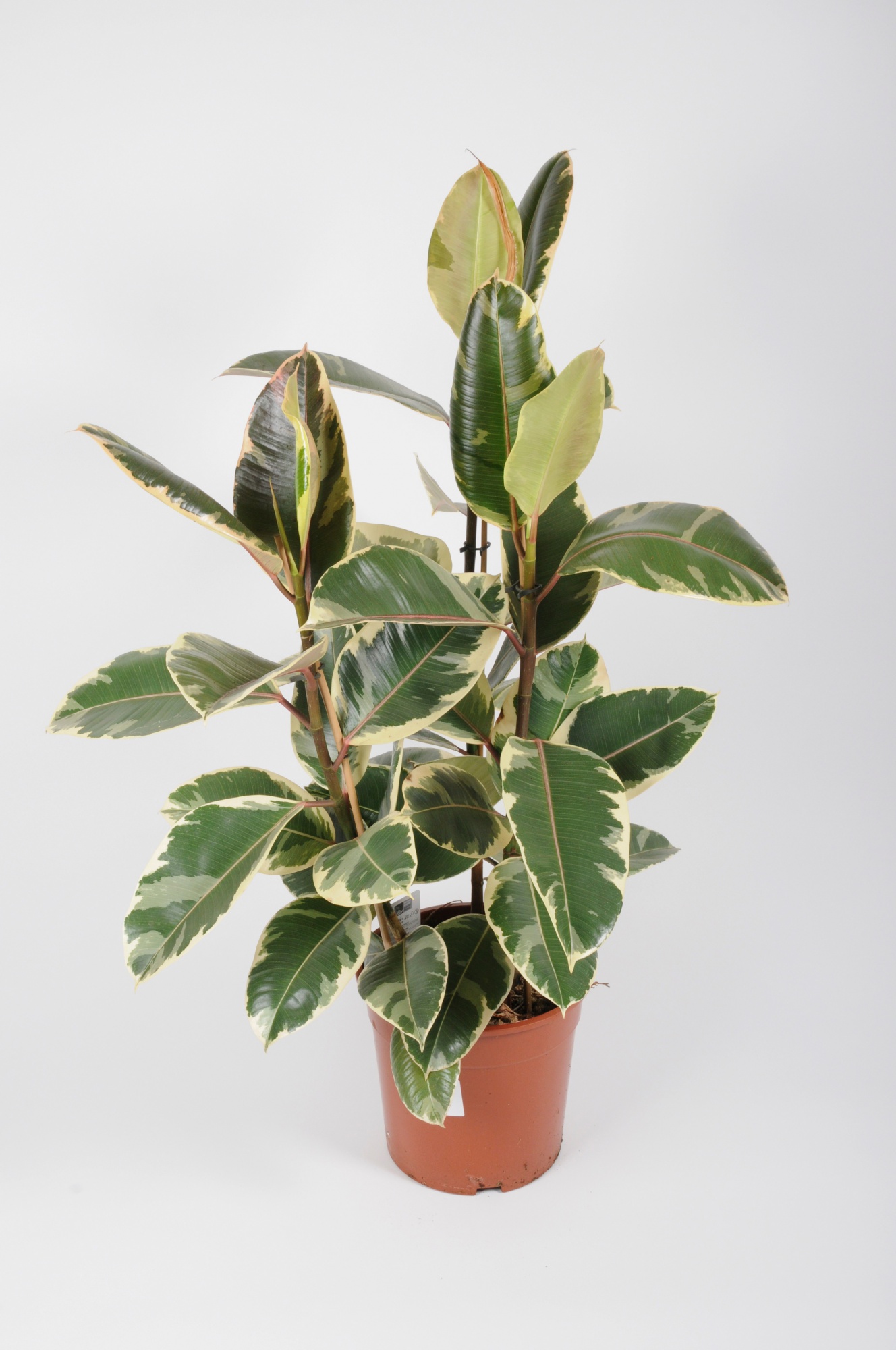 Acheter des Fausse plante Ficus Elastica TAINING, troncs artificiels, vert,  70cm