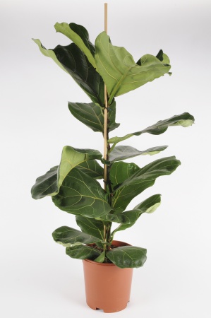 FICUS Lyrata 105cm-D21