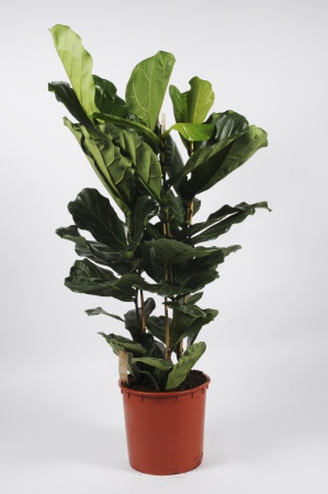 FICUS Lyrata 140cm-D30