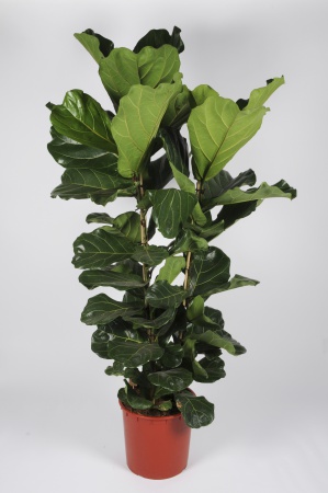 Ficus Lyrata 160cm x D30