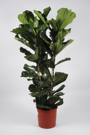 FICUS Lyrata 190cm-D36