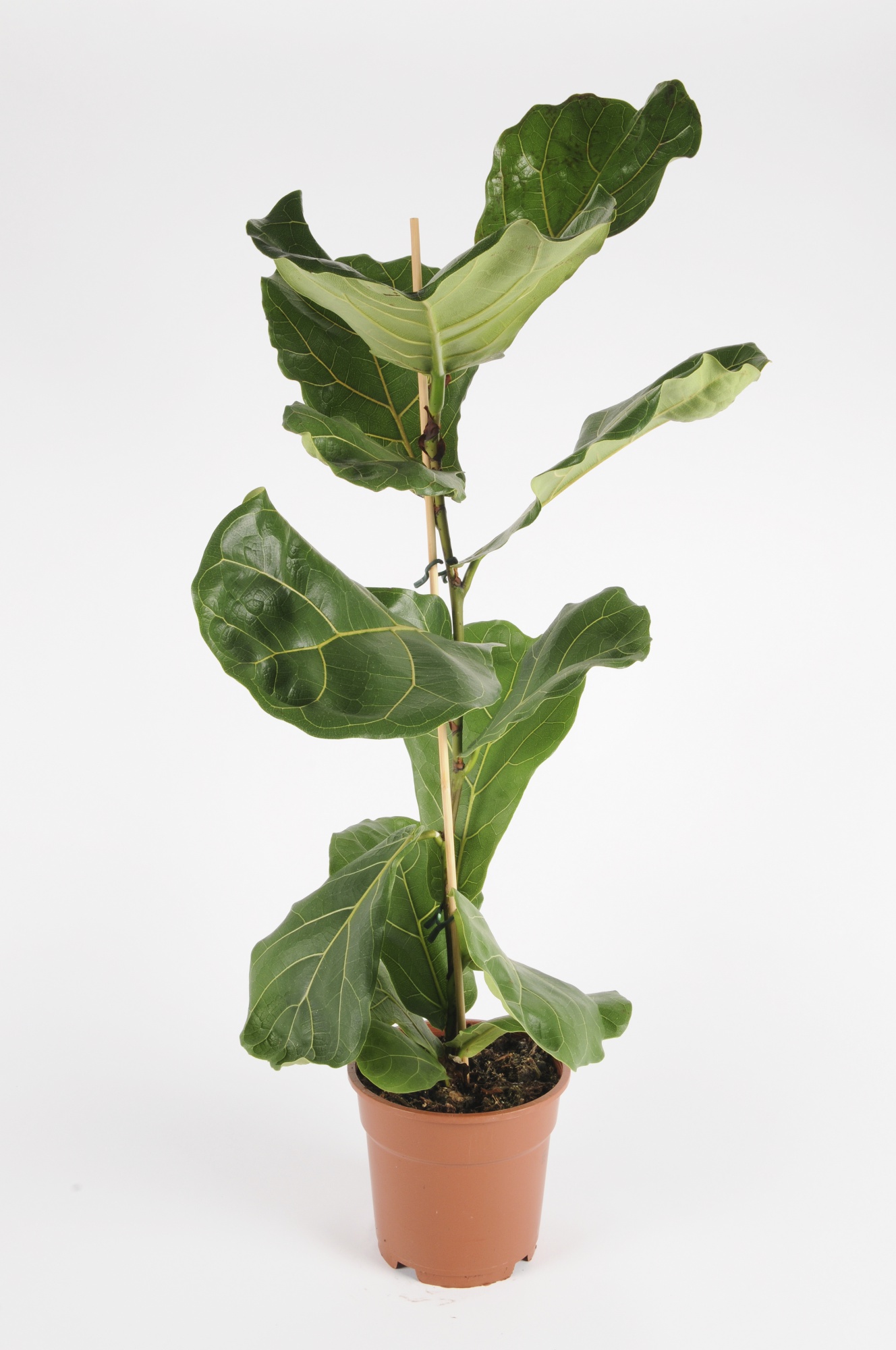 Ficus Lyrata, Plante verte