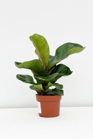 Ficus Lyrata Bambino 40cm x D12