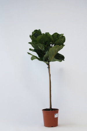 Ficus Lyrata Tige 110cm x D23