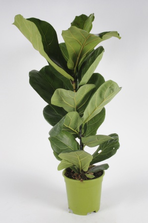 FICUS Lyrata Tronc 90cm-D17