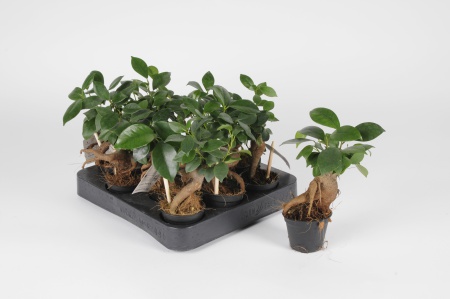 Ficus Microcarpa 20cm x D6