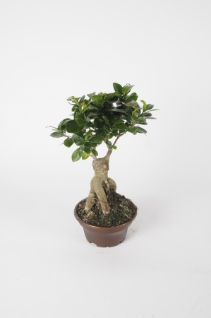 Ficus Microcarpa 40cm x D17
