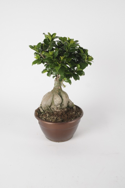 Ficus Microcarpa 50cm x D20