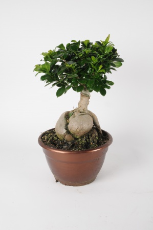 Ficus Microcarpa 55cm x D25
