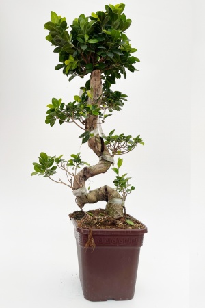 Ficus Microcarpa Shape 100cm x D25