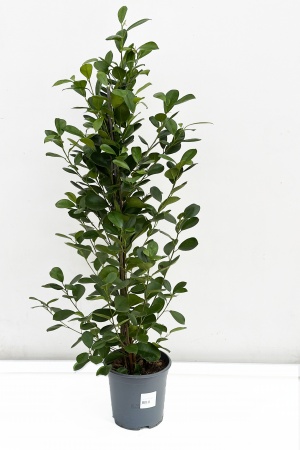 Ficus Moclame 70cm x D19