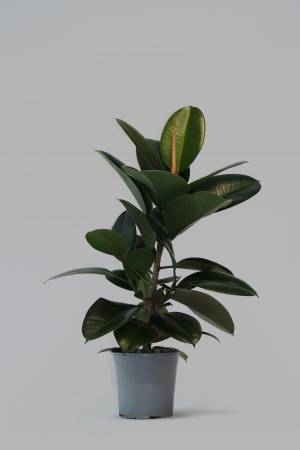 Ficus Robusta 60cm x D17