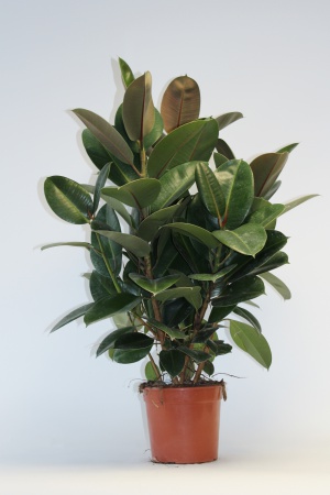 Ficus Robusta Ramifie 80cm x D21