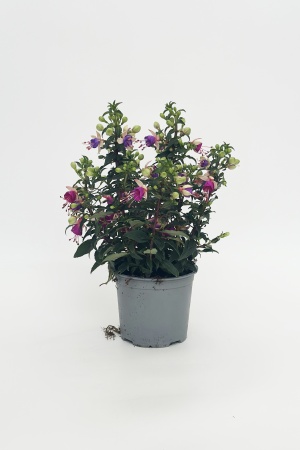 Fuchsia 45cm x D15