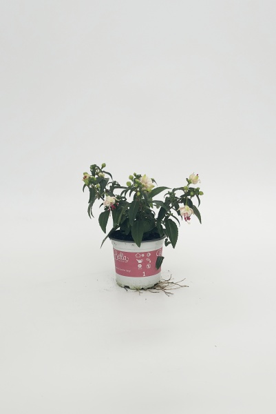 Fuchsia Bella Mariska 25cm x D10