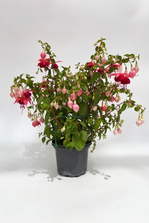 Fuchsia FDF 55cm x D17