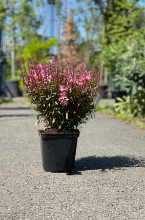 Gaura Lindheimeri 40cm x L4