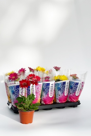 Gerbera Mixte 35cm x D12