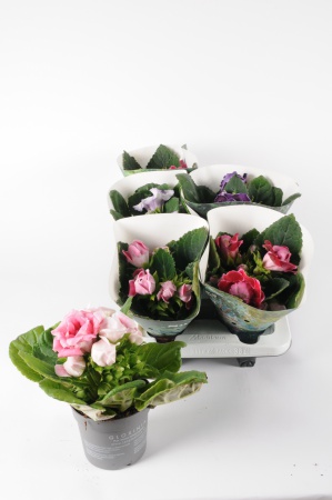 Gloxinia Sonata Mixte 27cm x D13