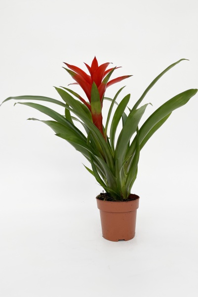 Guzmania Amoretto 55cm x D13